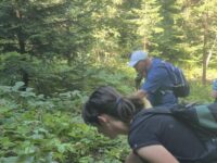 les plodovi les plodovi